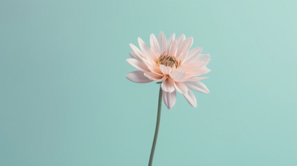 real one flower with pastel tone background generative ai