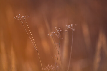 Dried plants in the meadow.