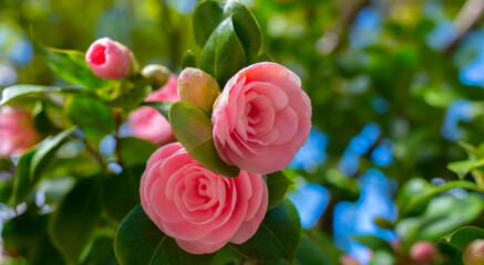 Japanese Camellia flowers, Camelia Japonica in the springtime garden with nice bokeh background