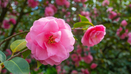 Japanese Camellia flowers, Camelia Japonica in the springtime garden with nice bokeh background