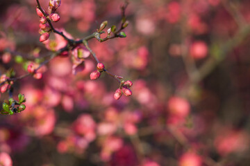 Blooming spring flowers.