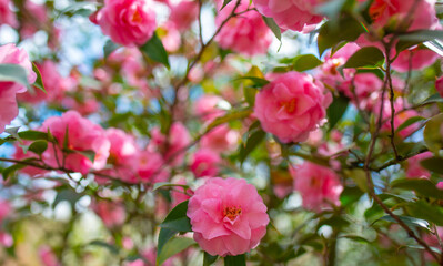 Japanese Camellia flowers, Camelia Japonica in the springtime garden with nice bokeh background