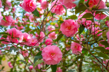 Japanese Camellia flowers, Camelia Japonica in the springtime garden with nice bokeh background