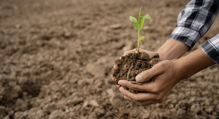 Human Hands Planting Young Green Plants.