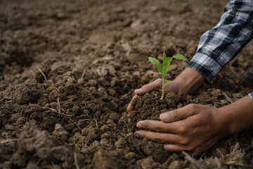 Human Hands Planting Young Green Plants.