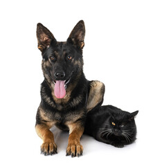 young german shepherd and cat