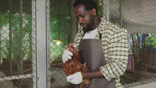 A male African farmer gently holds and talks to a chicken