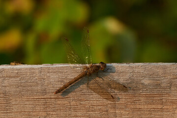 Große Heidelibelle (Sympetrum striolatum) Weibchen	