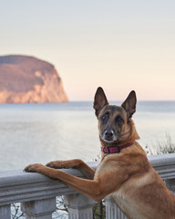 A beautiful dog on the sea embankment against the backdrop of mountains. Belgian Shepherd at sunrise 