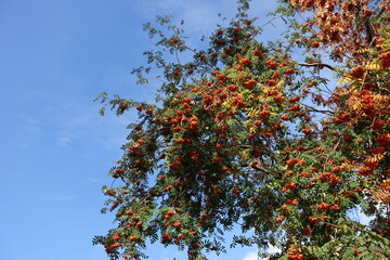 Multicolored foliage and orange berries of European rowan against blue sky in October