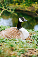 Wild duck near the lake in the park.