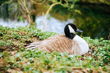 Wild duck near the lake in the park.