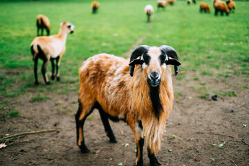 Obraz premium A herd of goats on a farm. Livestock in the pasture