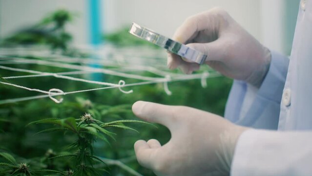 Close up of scientist researcher hand holding magnifier studying checking on cannabis plant and flowers to produce organic or chemical CBD oil extract for medical purpose in marijuana farm