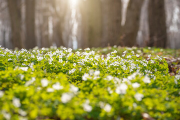 Blooming Snowdrop Anemone flowers under the trees closeup view