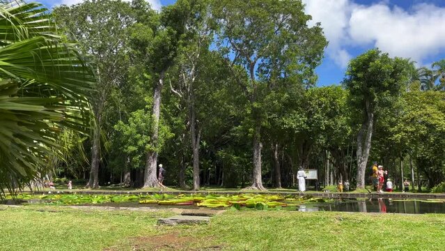 Sir Seewoosagur Ramgoolam Botanical Garden, pond with Victoria Amazonica Giant Water Lilies, Mauritius
