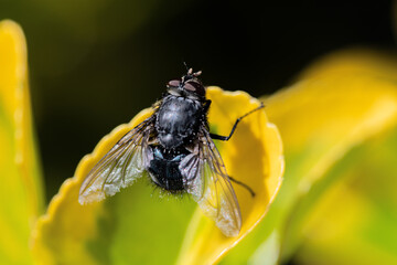 fly on yellow flower