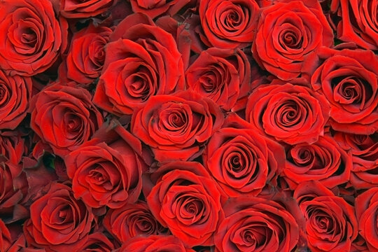 The red roses bouquet festive nature background.