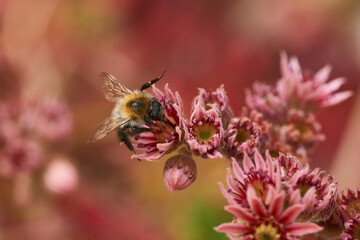 Ackerhummel (Bombus pascuorum) am Hauswurz © Karin Jähne
