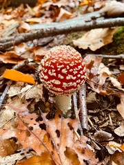 Fliegenpilz mit Laub