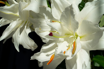 Flower of Lilium hybrid lily with white flowers and double petals.