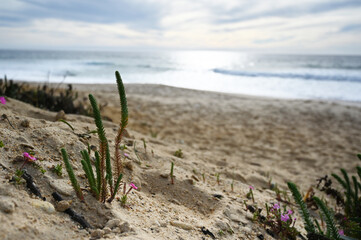 Fototapeta na wymiar Wild plants at a portuguese sandy beach