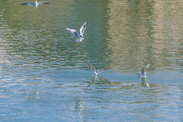 M&ouml;wen am Fluss streiten um Futter