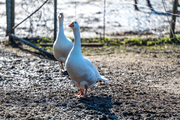 Hausgänse im Sonnenschein