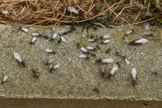 Gelbe oder Schwarzgrauen Wegameise (Lasius flavus oder niger)