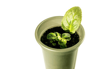 A plastic cup with soil. A simple way to propagate homemade violets.