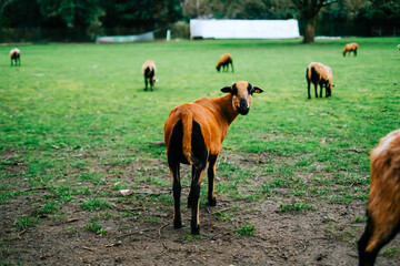 A herd of goats on a farm. Livestock in the pasture
