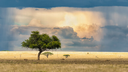 serengeti thunderstorm - obrazy, fototapety, plakaty