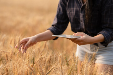 Farmer giving advice on wheat work online on tablet in wheat field