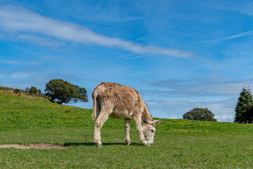 old donkey grazing at the green meadow