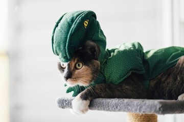 Closeup shot of a cute domestic cat in a Halloween dragon costume on an isolated background