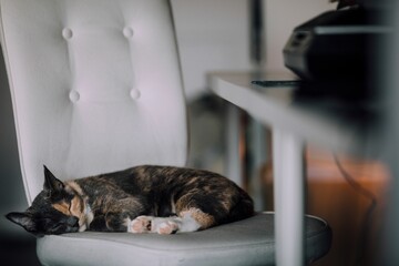 Closeup shot of a brownish cat with half black and brown face lying on a white chair and sleeping