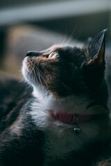 Vertical closeup shot of a fluffy cat wearing a pink collar looking back on an isolated background