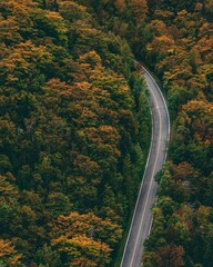 Fototapeta premium Vertical aerial shot of a highway passing along a park of orange autumn trees