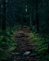 Vertical shot of a path in a forest of tall trees with moss on the narrow trunks