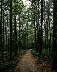 Obraz premium Vertical shot of a walkway in a quiet autumn park with tall green trees around
