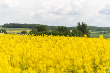 Canola or rapeseed field with blue cloudy sky on sunny day with green rural landscape in background, canola (Brassica napus) blooming yellow, Rapsfeld 
