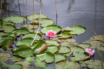 seerosen blüte