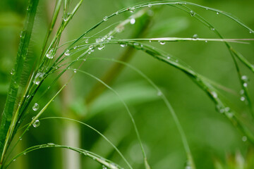 herbes avec des gouttes d'eau