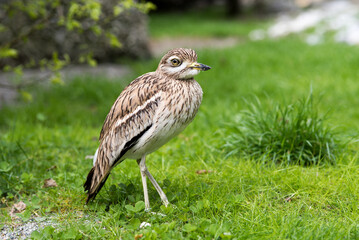 un bel occhione comune su un prato di montagna, un uccello molto bello in primo piano