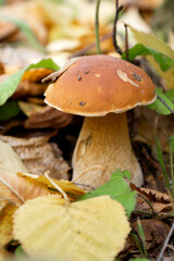 boletus mushroom grows through fallen leaves close up