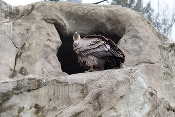 un bel esemplare di avvoltoio con il suo piumaggio marrone e bianco
