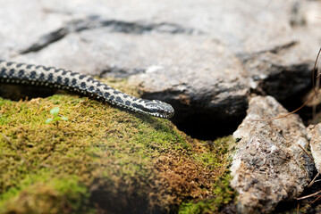 una bella vipera europea