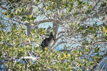 UAE birds