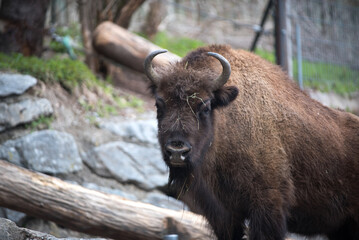 un bel bisonte europeo con il pelo marrone scuro