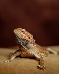 Closeup shot of a single brown Central bearded dragon in the blurred background.